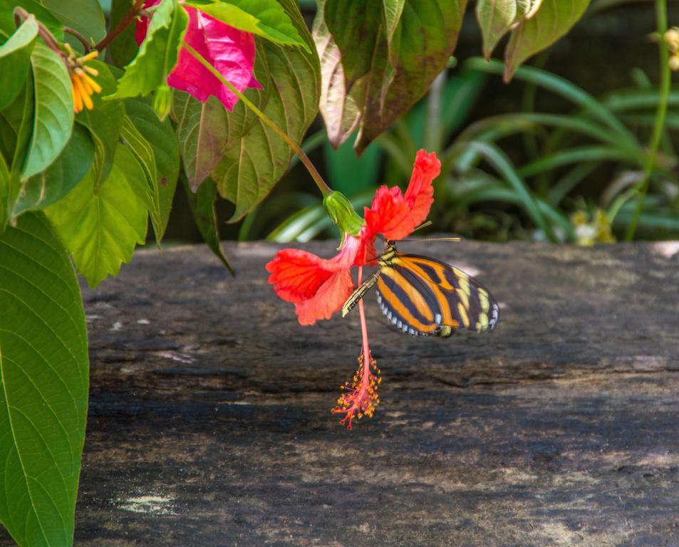 Dream Valley Belize Teakettle Village エクステリア 写真
